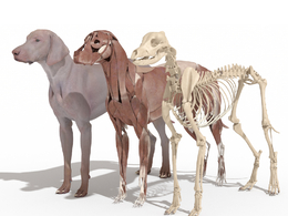 魏玛猎狗皮肤肌肉骨骼解剖学