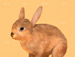 奔跑的兔子绑定动画C4D模型 rabbit