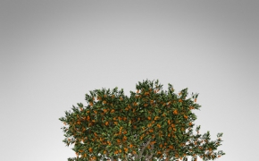 20种果树3D模型 XfrogPlants – FRUIT TREES