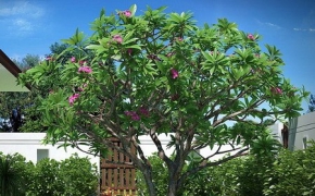 巴厘岛热带树3D模型：Frangipani Lelavadee