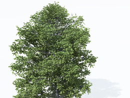 板栗树C4D模型 Chestnut 3d model