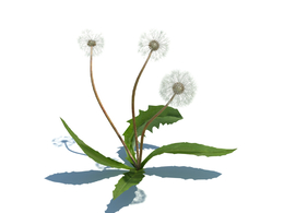 蒲公英Taraxacum officinale v3