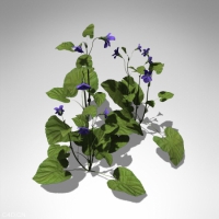 三色堇花卉C4D模型 Pansy 3d model