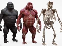 灰猩猩 黑猩猩 大猩猩骨骼 猩猩身体部位骨头3D模型 Gorilla Ecorche
