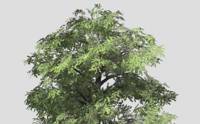 山毛榉C4D模型 European Beech