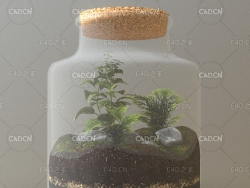 玻璃容器中的植物生态环境forestInJar