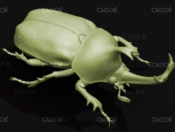 独角仙 昆虫甲虫C4D模型 T dichotoma septentrionalis
