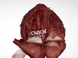 心脏解剖心尖4腔C4D模型 Cardiac Anatomy-Other Half Apical 4 Chamber