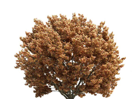 景观树 糖槭C4D模型 acer