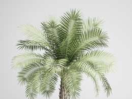 景观植物铁树C4D模型 Sago Cycas