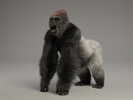 高精度银背大猩猩3D模型下载支持Blender/C4D/OBJ格式影视动画游戏毛发贴图肌肉Rig全套资源