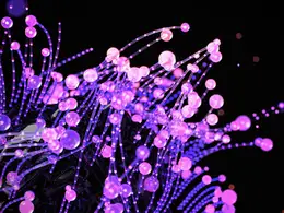 发光珠串Trail Tip Tag R16-R21 (X-Particles/Cycles 4D)