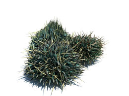 草砖绿草植物杂草模型下载Decorative grass v2