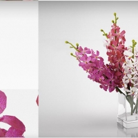 室内装饰花卉花瓶：兰花、蝴蝶兰C4D模型 Orchid flower 3D model