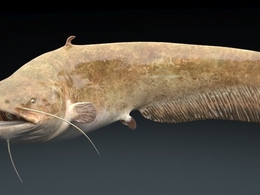 鲶鱼C4D模型 Catfish