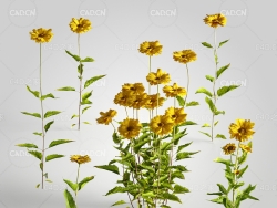 六月菊紫菀翠菊黄菊花C4D模型 Aster 3d model