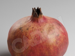 C4D成熟的红石榴模型 Pomegranade