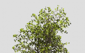 埃及刺黄果C4D模型 Egyptian Carissa