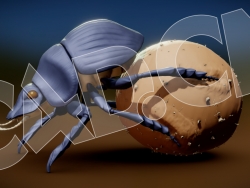 C4D蜣螂圣甲虫屎壳郎推粪球模型 Dung Beetle