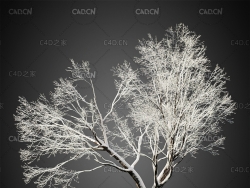 冬天雪白的树挂C4D模型HeliosVegetation Vol.3