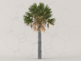 枯黄叶子老棕榈树C4D模型Palm Tree - Old