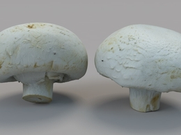 白蘑菇C4D模型 White Button Mushrooms