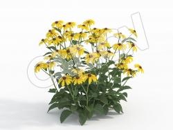 C4D金光菊黑眼菊花卉模型 Rudbeckia_H