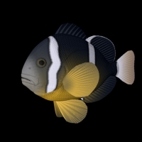 海洋鱼模型：黄尾小丑鱼3D模型 Yellow tail Clownfish