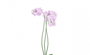 室内装饰花卉盆景：蝴蝶兰C4D模型 3D ORCHID FLOWER IN HEXAGONAL POT