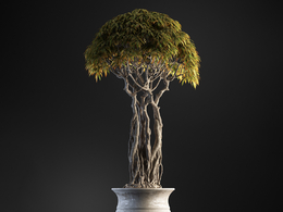 马尾榕盆景绿植c4d模型下载