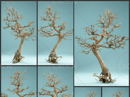 冬季干枯树木盆栽树Dead Bonsai 09