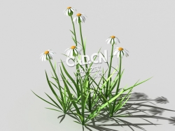 白色野菊花花卉植物C4D模型 common-flower-a1 3d model
