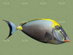 深海鱼海洋鱼黑背鼻鱼C4D绑定动画模型 orangespine unicornfish
