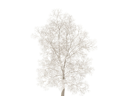 冬天被大雪覆盖的大树C4D模型 Trees in winter