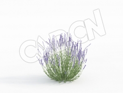 C4D黄香草薰衣草模型 Lavandula_F