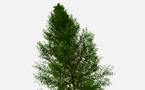 小树C4D模型 3d Tree Model