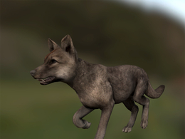 野狼幼崽animated-summer-wolf-cub