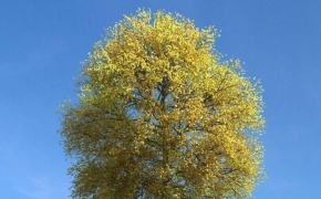 秋天黄叶树木C4D模型 The leaves of trees 3D model