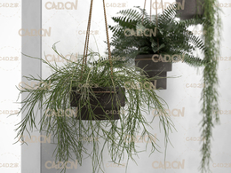 C4D垂吊的景观植物模型 CGTrader – Hanging Pots with Plants 3D model