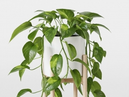 CINEMA 4D室内绿植：现代灰色花盆中的绿萝瀑布般垂落藤蔓斑驳叶片照片级室内攀爬植物