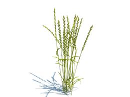 牧场黑麦草植物杂草模型下载Lolium perenne v2
