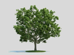 枫树 挪威枫 景观树C4D模型 Acer platanoides