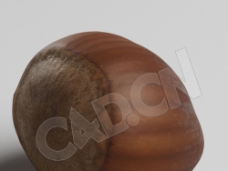 C4D坚果食品榛子模型 Hazelnut