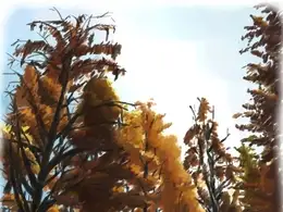 水杉林