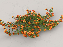橙黄色蔷薇花C4D模型Roses - Orange - 0.28 m