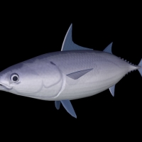 海洋鱼模型：蓝鳍金枪鱼3D模型 Blue Fin Tuna