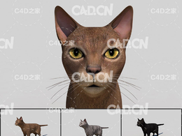 11只猫C4D模型 Cats 3d Model