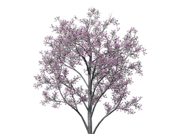 开花的犹大树C4D模型 Judas Tree