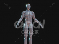C4D强壮肌肉基础人体模型下载
