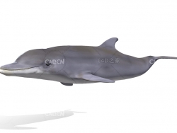 东方宽吻海豚游泳动画C4D模型 dolphin 3d model